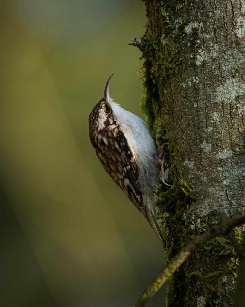 Brown creeper perched on the bark of a tree trunk.